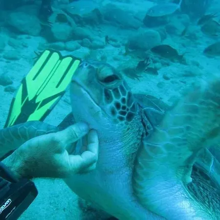 Ocean View The Sunset أذيخي